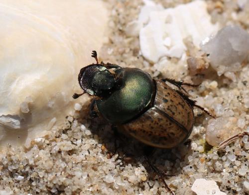 Réf. 217 432 : Onthophagus vacca